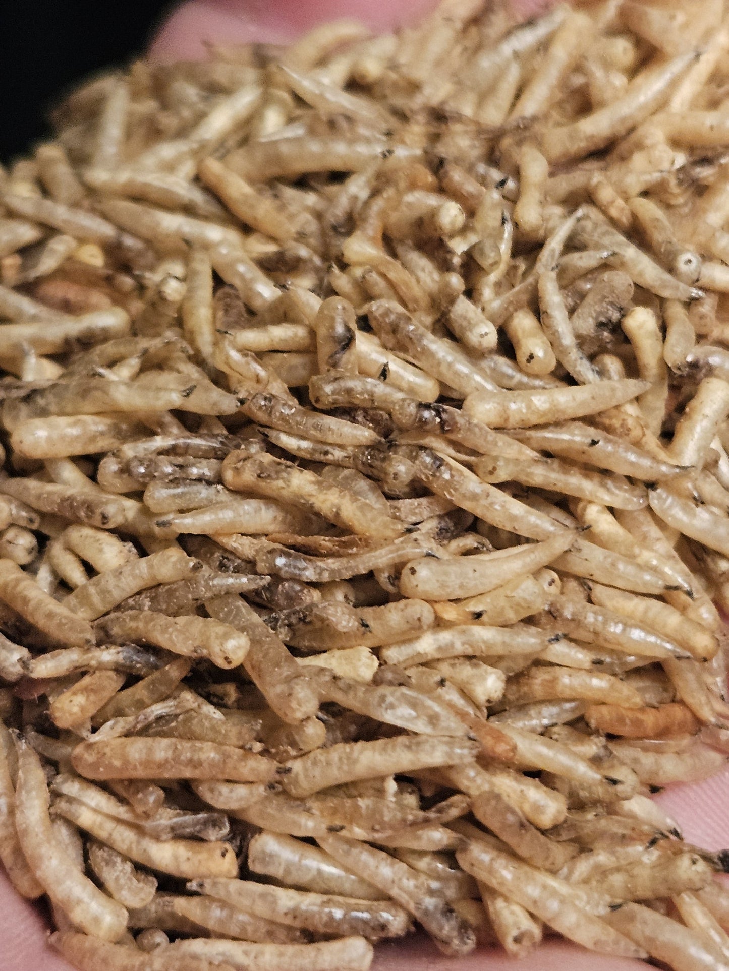 Tørkede maggot som fòr. - Smaksprøverabatt på 100 grams pose.