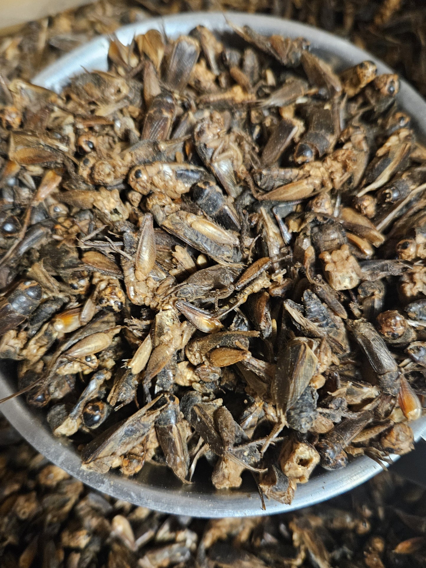 Produktnyhet! Tørkede gresshopper.