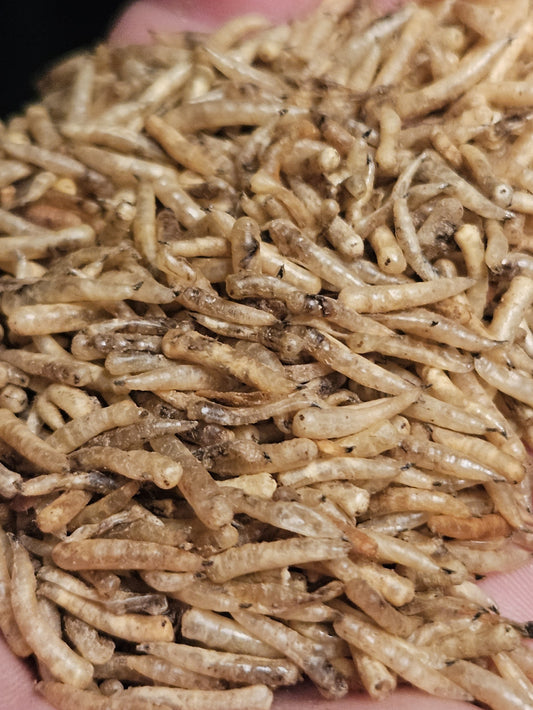 Tørkede maggot som fòr. - Smaksprøverabatt på 100 grams pose.