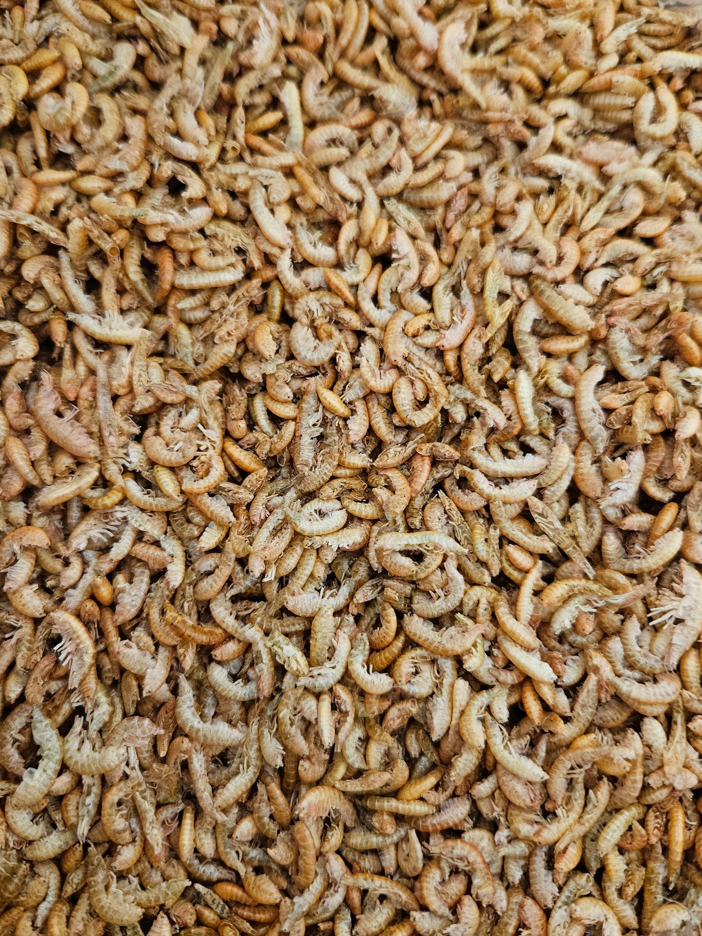 Tørkede gammarus (tanglopper/marflo).