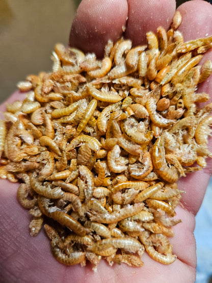 Tørkede gammarus (tanglopper/marflo).