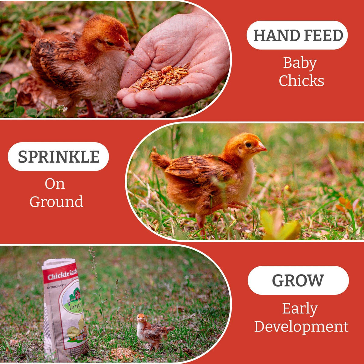 Nyhet! "Chickie Garden Picnic", GMO- og soyafritt snacks til kyllinger.