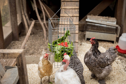 Nyhet! Metal Basket Rack for Chicken Scraps and Treats (Oversettelse kommer)