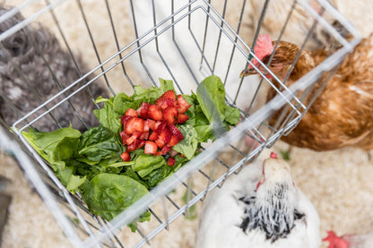Nyhet! Metal Basket Rack for Chicken Scraps and Treats (Oversettelse kommer)