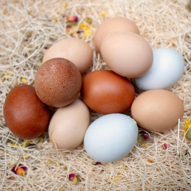 Nyhet! Urter til bruk i rugekasser. Økologisk, GMO-fritt. Oversettelse kommer!