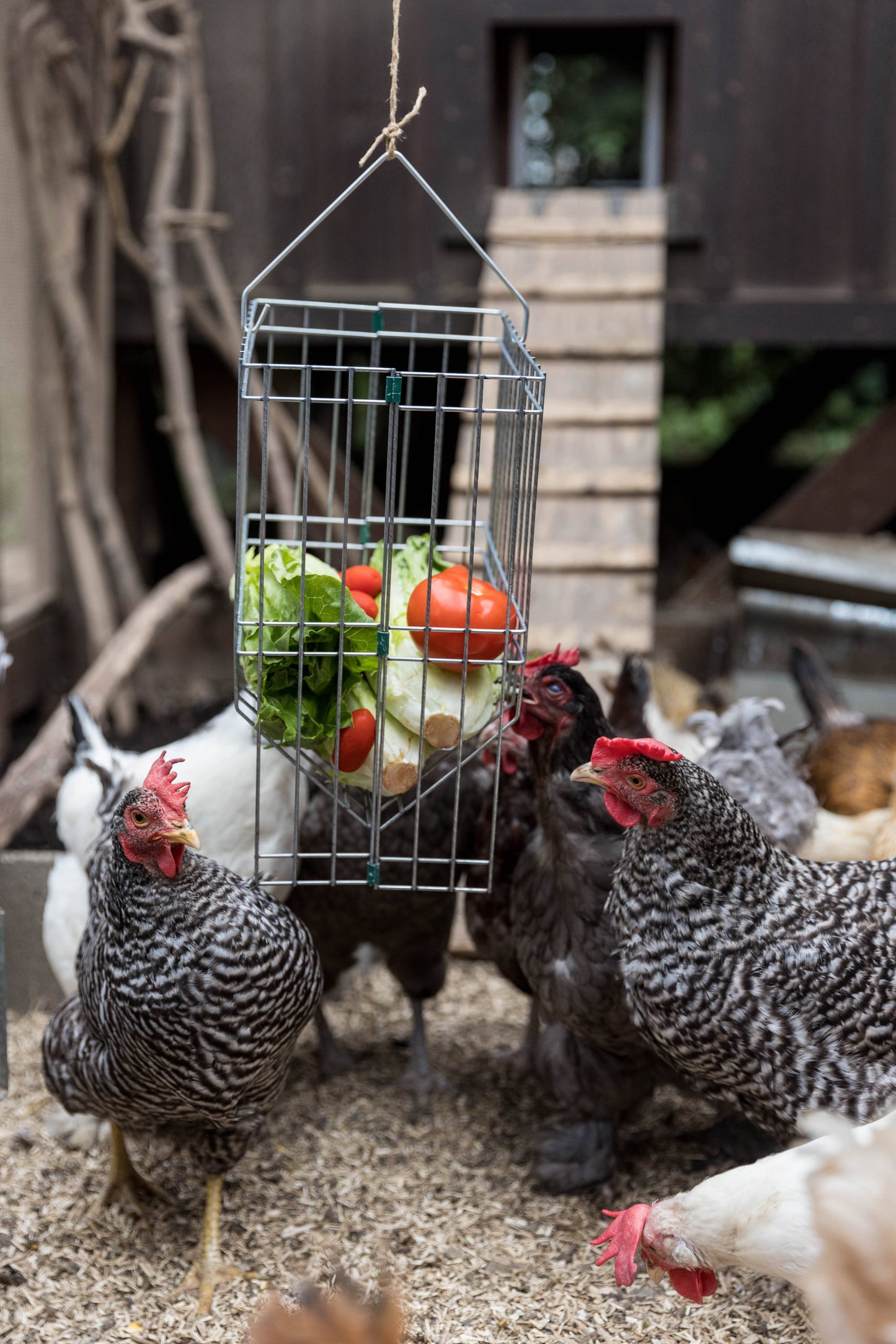 Nyhet! Metal Basket Rack for Chicken Scraps and Treats (Oversettelse kommer)
