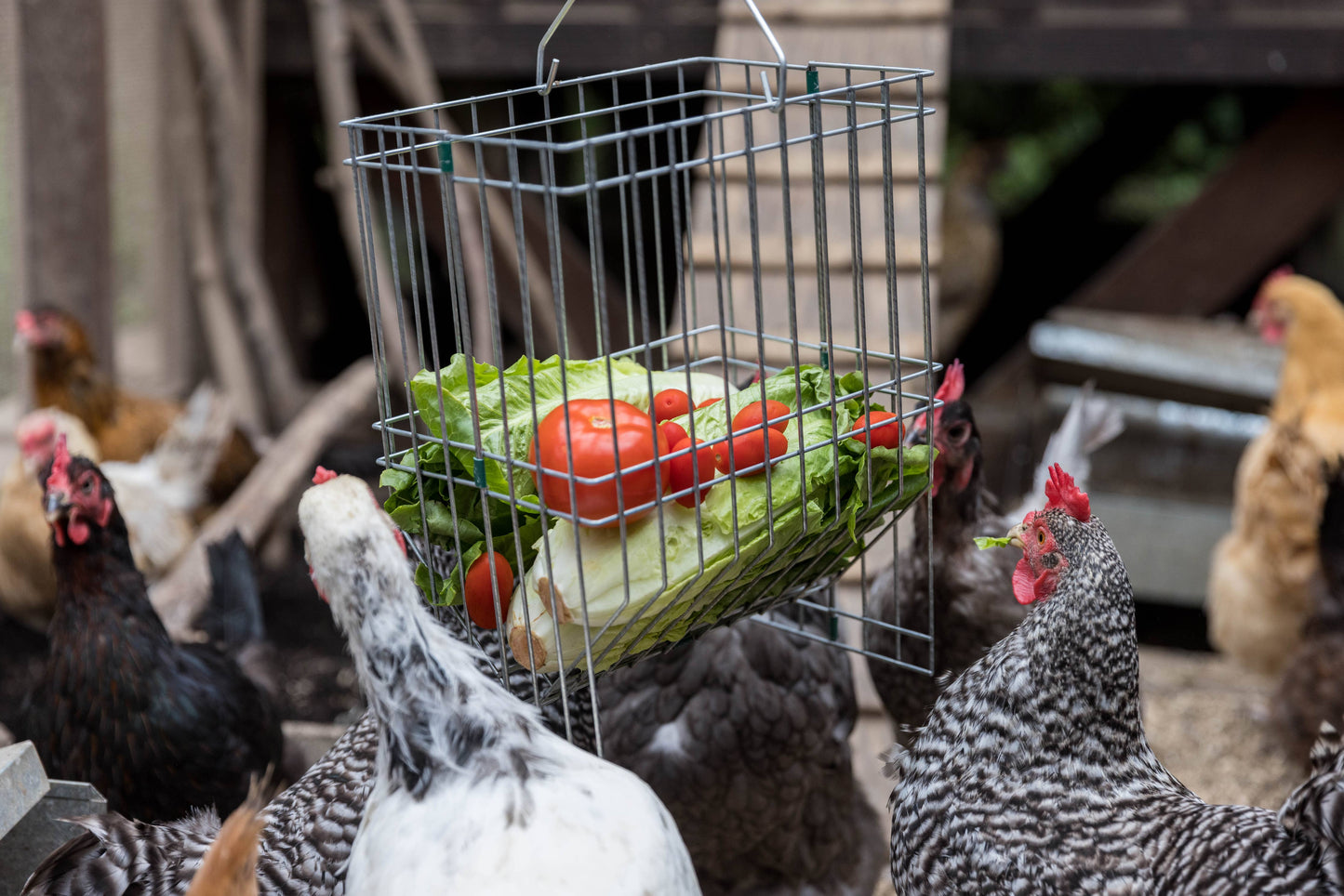 Nyhet! Metal Basket Rack for Chicken Scraps and Treats (Oversettelse kommer)