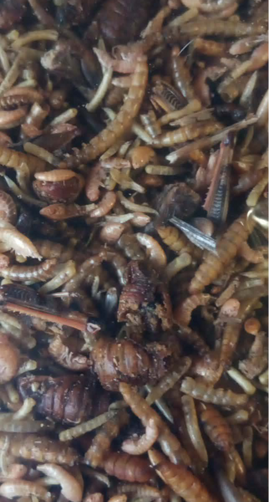 Ryddesalg på utvalgte vektalternativer! Insektsfest- Hele 7 ulike sorter tørkede insekter.