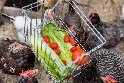Nyhet! Metal Basket Rack for Chicken Scraps and Treats (Oversettelse kommer)