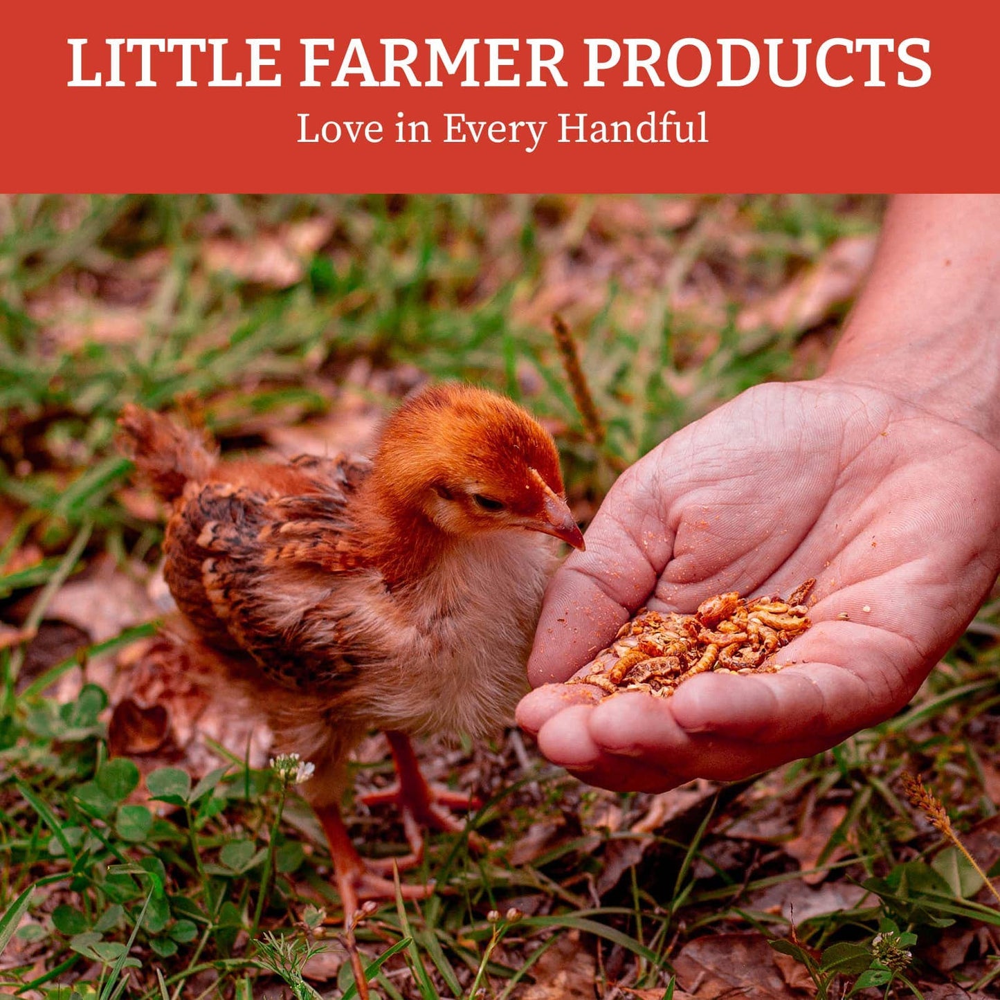 Nyhet! "Chickie Garden Picnic", GMO- og soyafritt snacks til kyllinger.