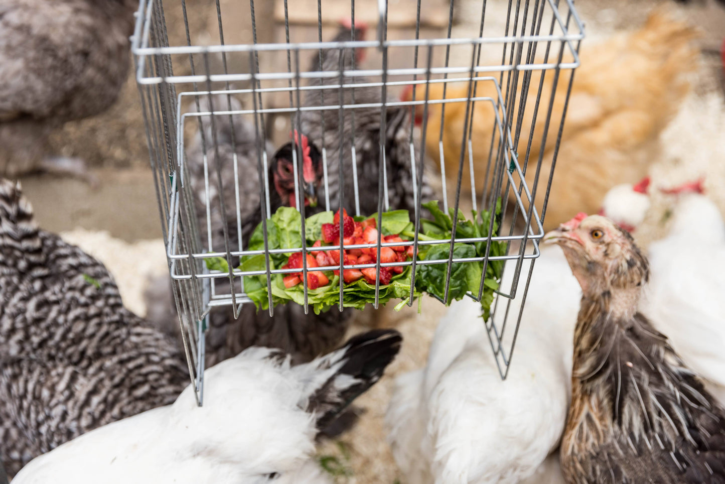 Nyhet! Metal Basket Rack for Chicken Scraps and Treats (Oversettelse kommer)