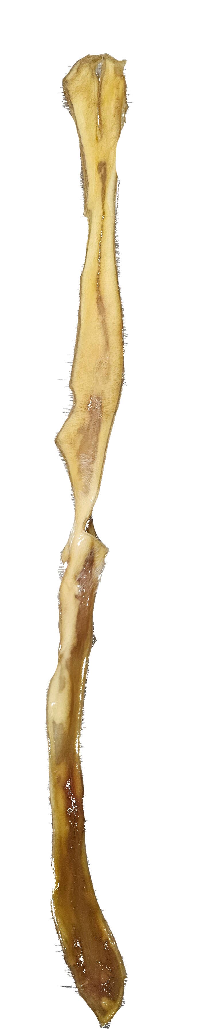 Forhåndssalg 10%, utsending fra uke 33/34! Spirit of Wild dried beef scalp stick 70cm (Oversettelse kommer)