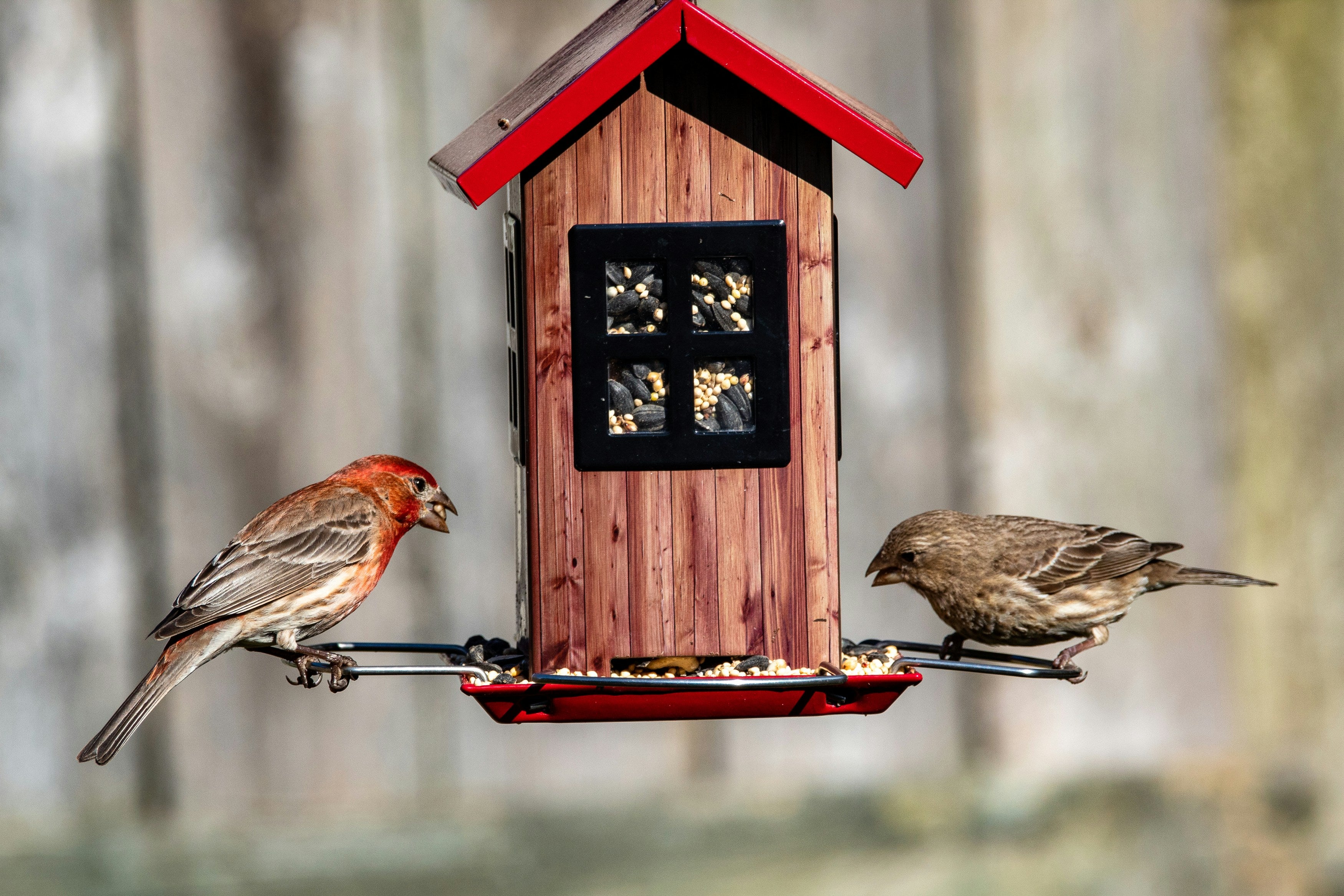 Birds Eating